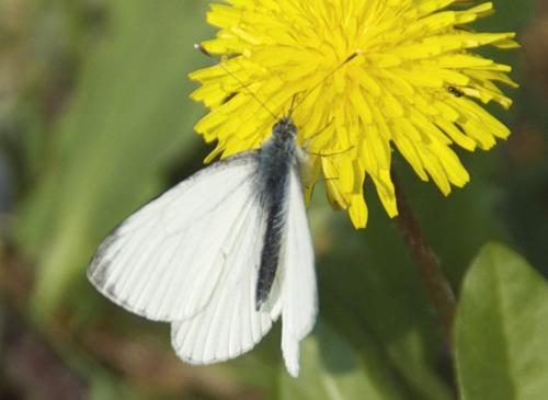 Réf. 246 865 : Pieris napi